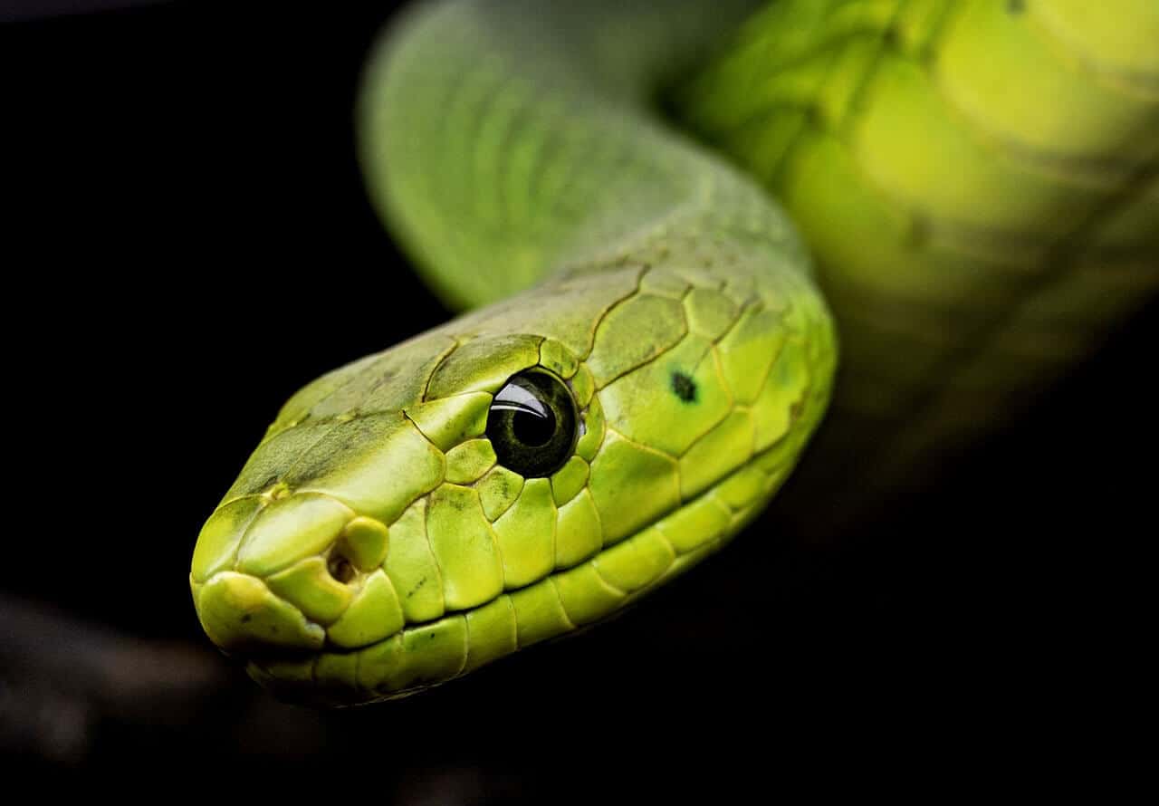 10 betydelser att drömma om ormar som kryper på marken