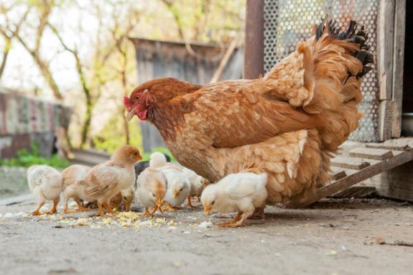 5 skäl att drömma om att du har en höna med kycklingar