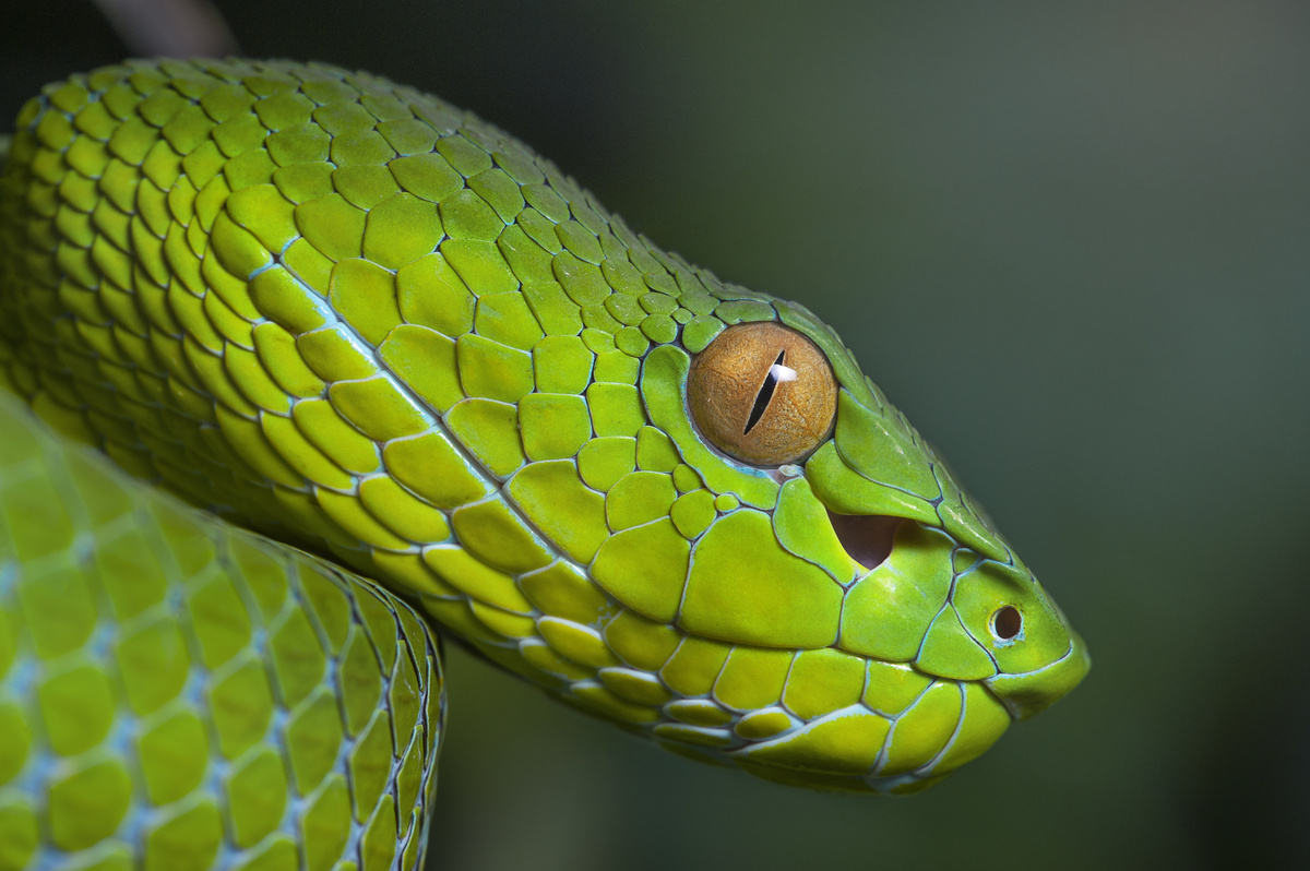 3-те глави на змията в съня: какво означава това?