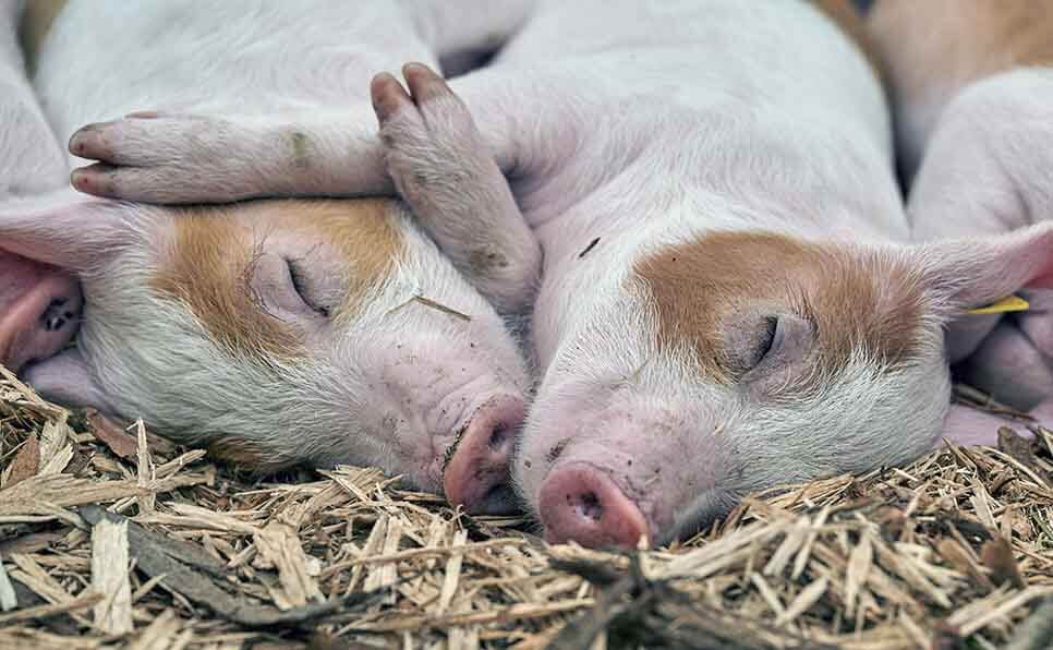 जंगली सुअर के बारे में सपने देखने के अर्थ की 5 सबसे आम व्याख्याएँ