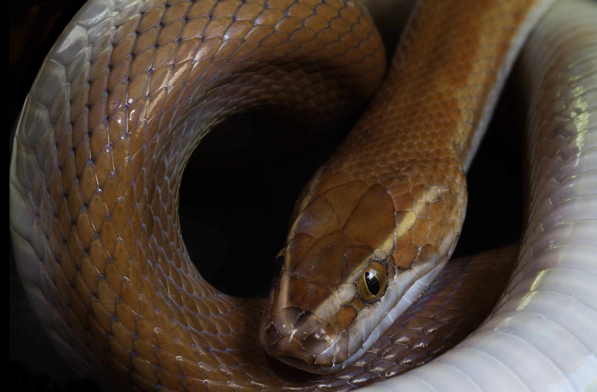 Slangen op 'e muorre: wat betsjut it om te dreamen oer dizze reptilen?