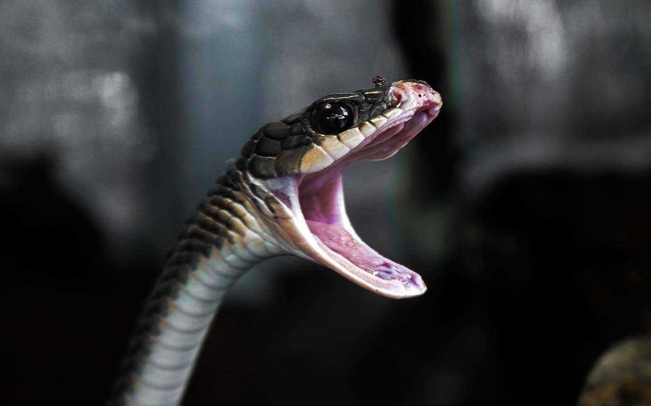 Les serpents dans le monde des rêves : que signifie rêver d'un serpent qui mord la main gauche ?