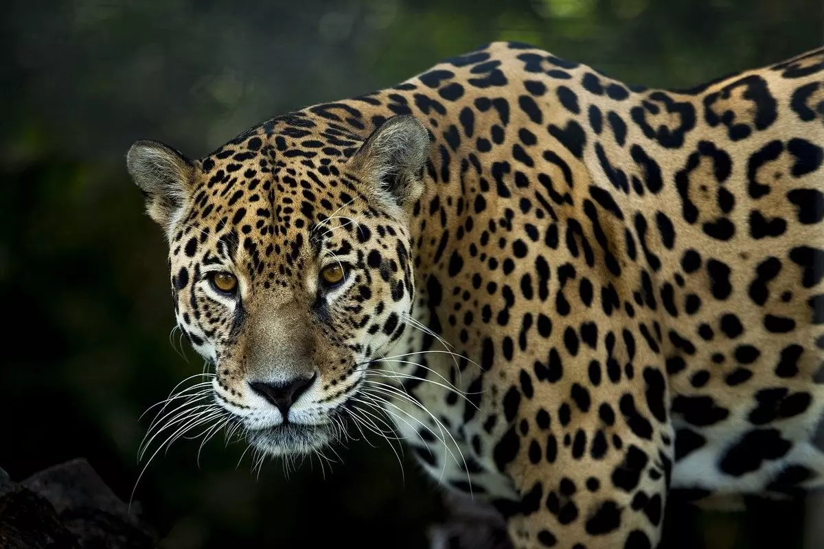 O jei pasakyčiau, ką iš tikrųjų reiškia sapnuoti jus puolantį jaguarą?