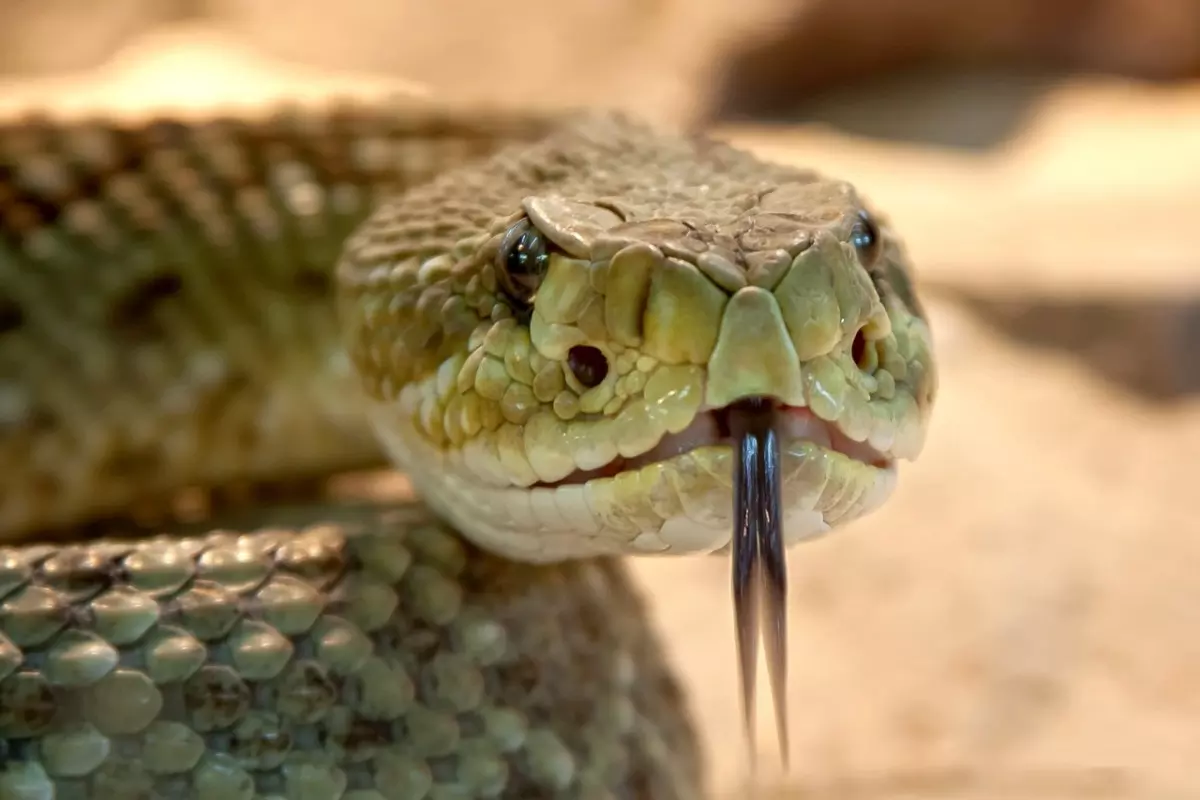 میں نے خواب میں دیکھا کہ ایک سانپ میرے پیچھے بھاگ رہا ہے: اس کا کیا مطلب ہے؟