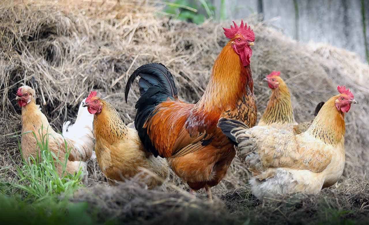 Soñei que vin unha galiña eclosionando un ovo: que significa?