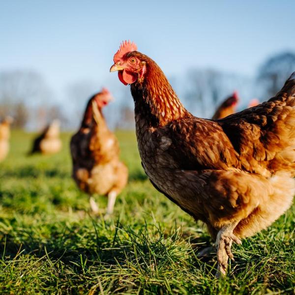 Droominterpretatie: wat betekent het om te dromen over kippen en kuikens?