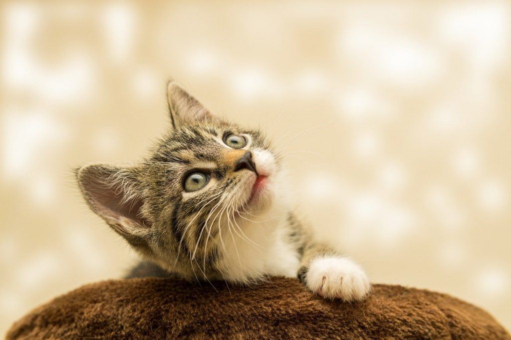 Unenägude tõlgendused: Mida tähendab unistada kassi väljaheidetest?