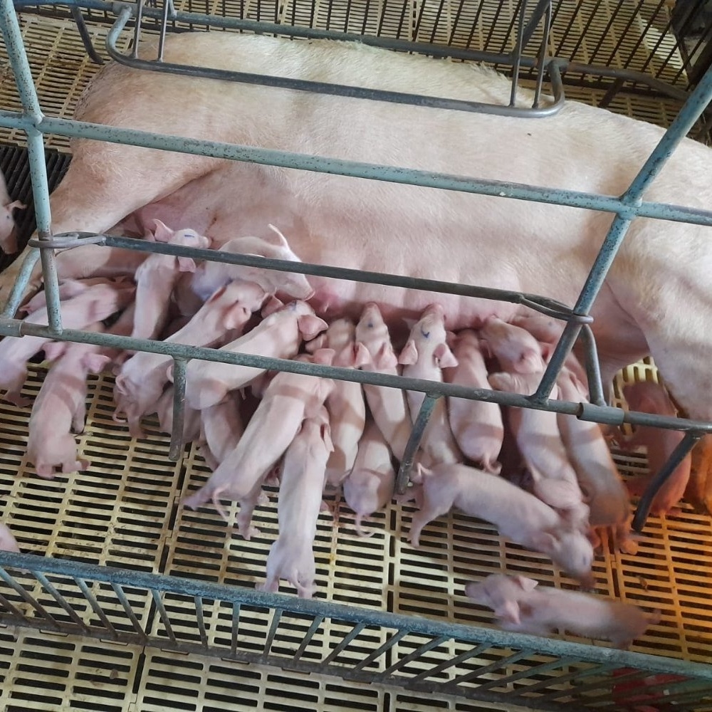 Mimpi saya tentang seekor induk babi dan anak-anaknya: sebuah kisah pribadi