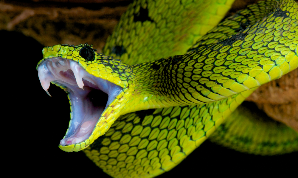 No dubteu a somiar amb serps: què vol dir somiar amb una serp que us mossega el taló?