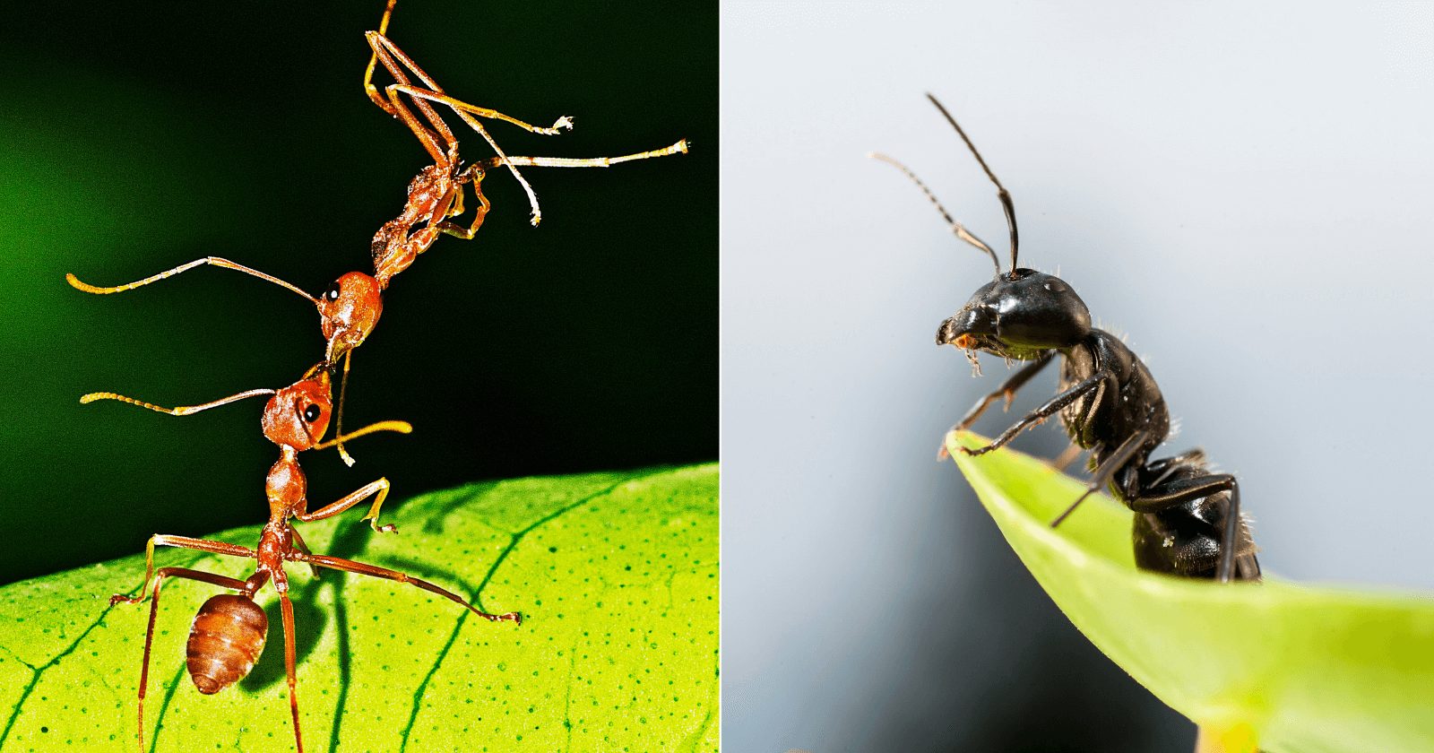 Non soñes con formigas: o significado espiritual detrás deste insecto