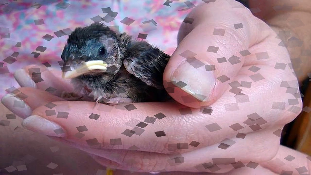 Co mohou znamenat vaše sny o mláďatech ptáků?