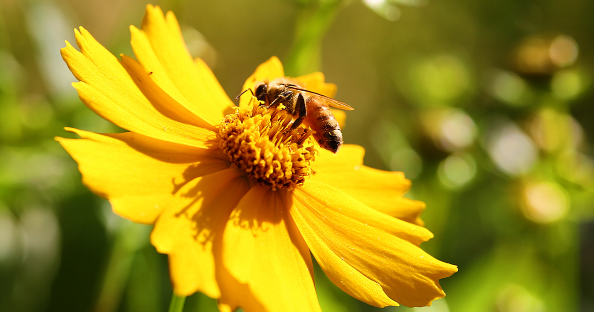 Nằm mơ thấy con ong đánh số may mắn có ý nghĩa gì: Số học, Diễn giải và hơn thế nữa