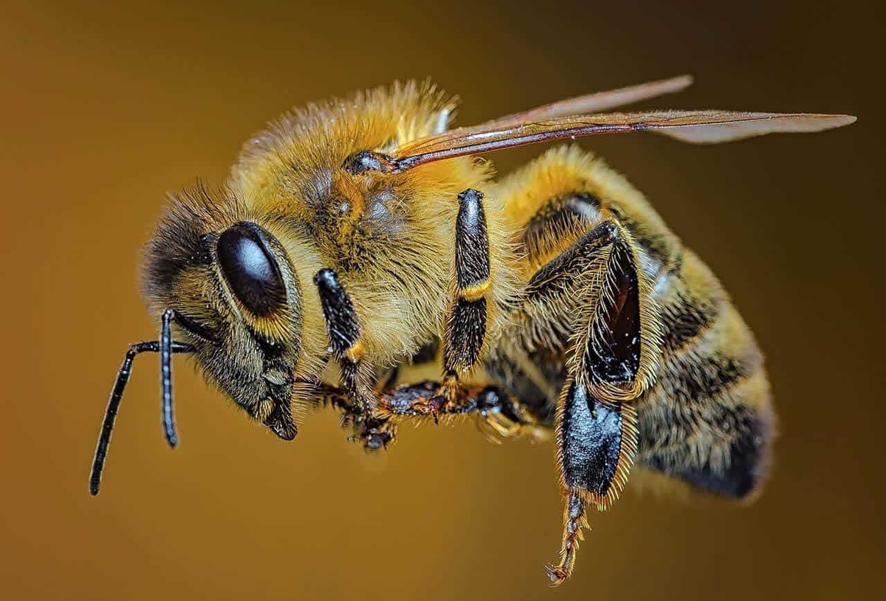 Wateya xewna li ser Bee In Hair û Pir Zêdetir tê çi wateyê?