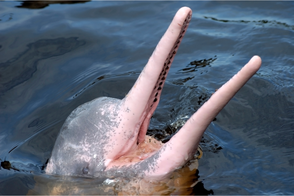 Čo znamená, keď sa vám sníva o ružovom riečnom delfínovi?