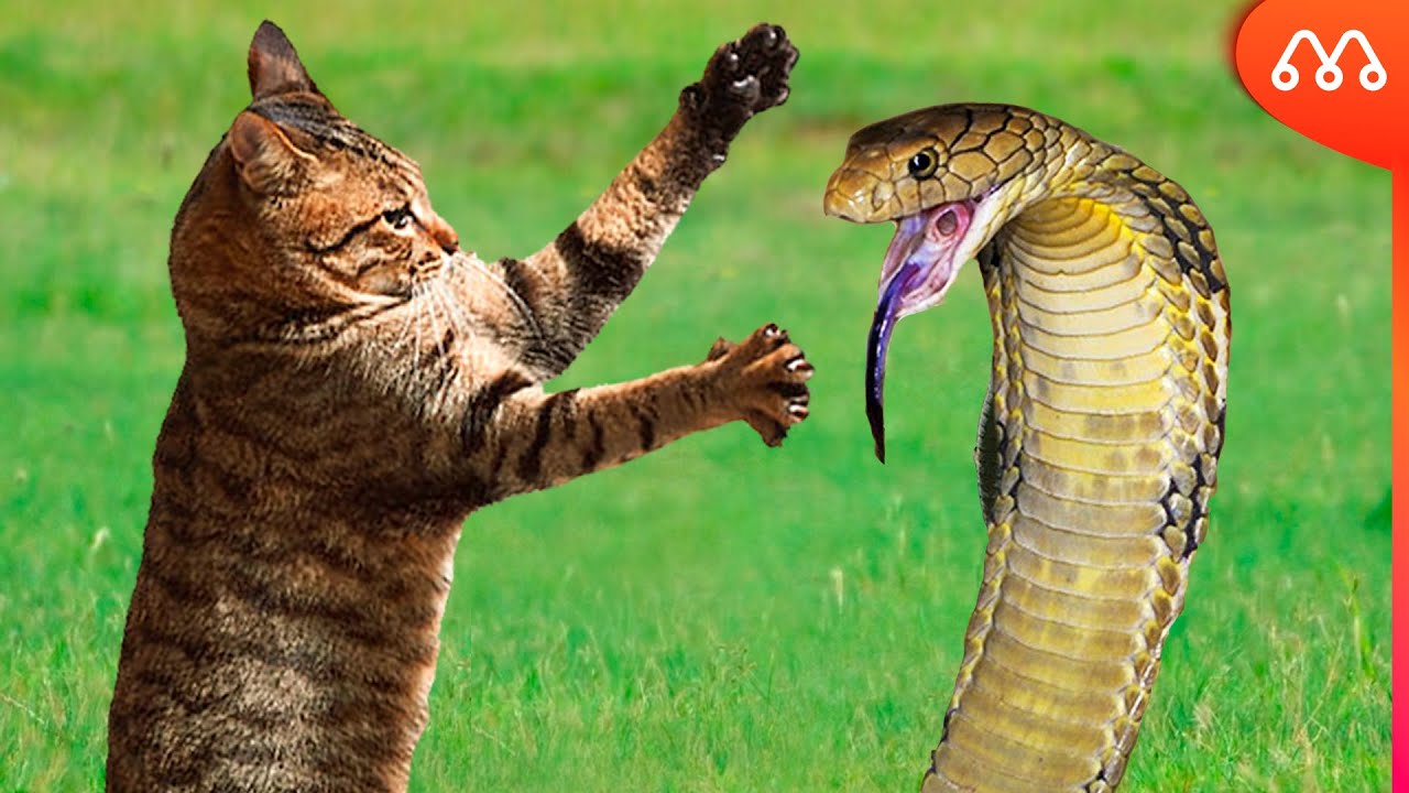 Какво означава да мечтаете за змия и котка заедно?
