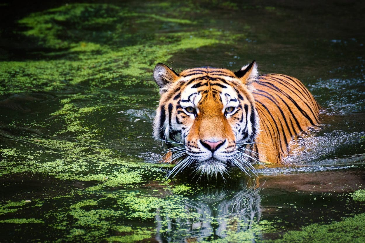 Ką reiškia sapnuoti tigrą?