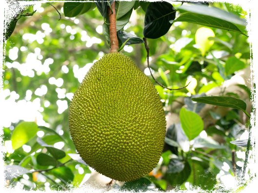 10 najczęstszych znaczeń snu o jackfruit