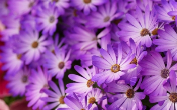 9-те скрити значения на сънуването на лилави цветя