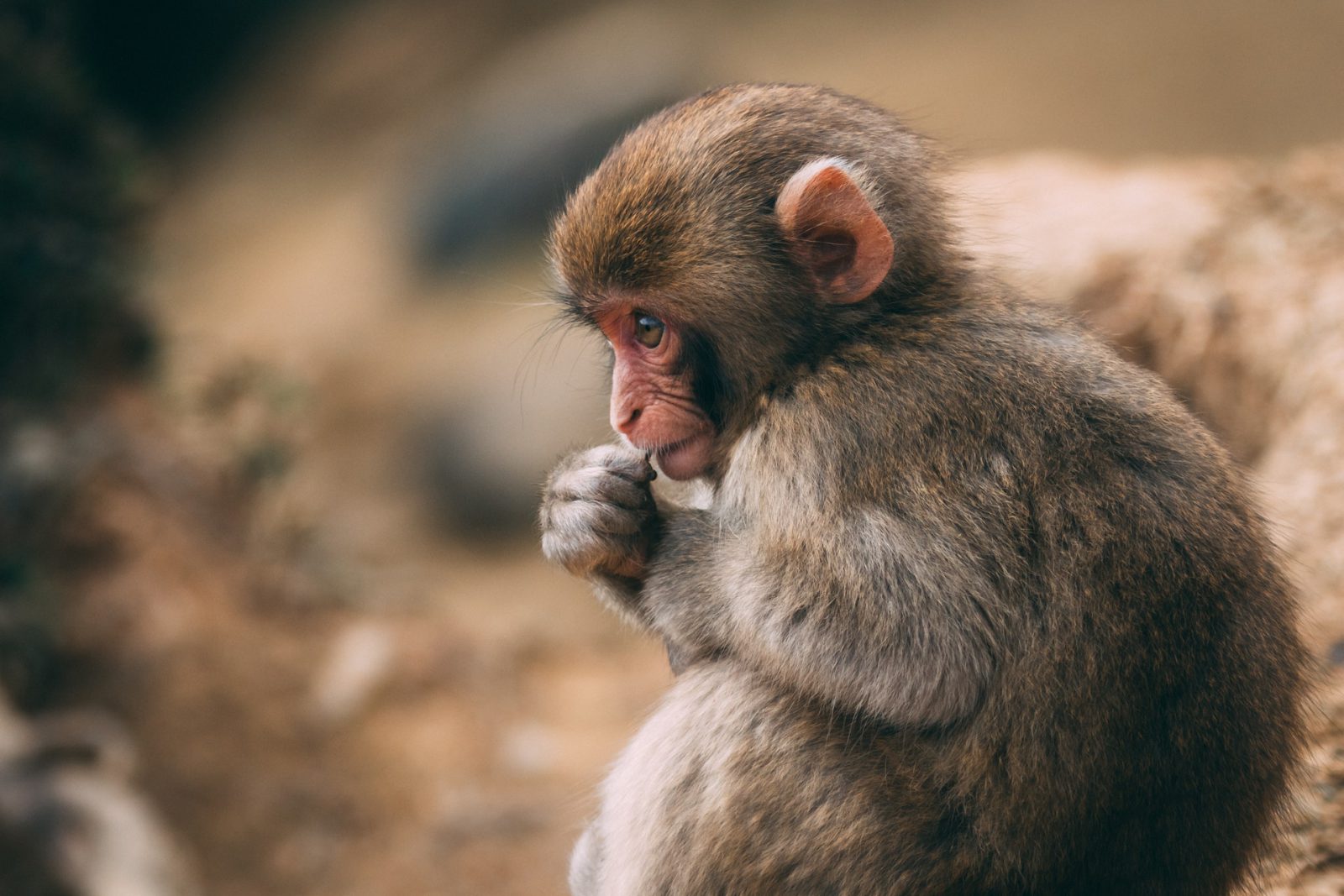 Els secrets del món dels somnis del mico: què vol dir somiar amb un mico?