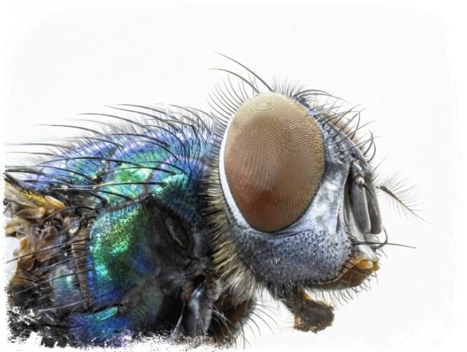 ငါတို့ဘာကြောင့် blowflies ကိုအိပ်မက်မက်တာလဲ။