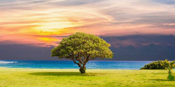 Какво означава да сънуваш плодно дърво?