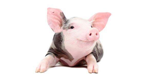 Кога свињите напаѓаат: откривање на соништата за дивата страна на нашите личности