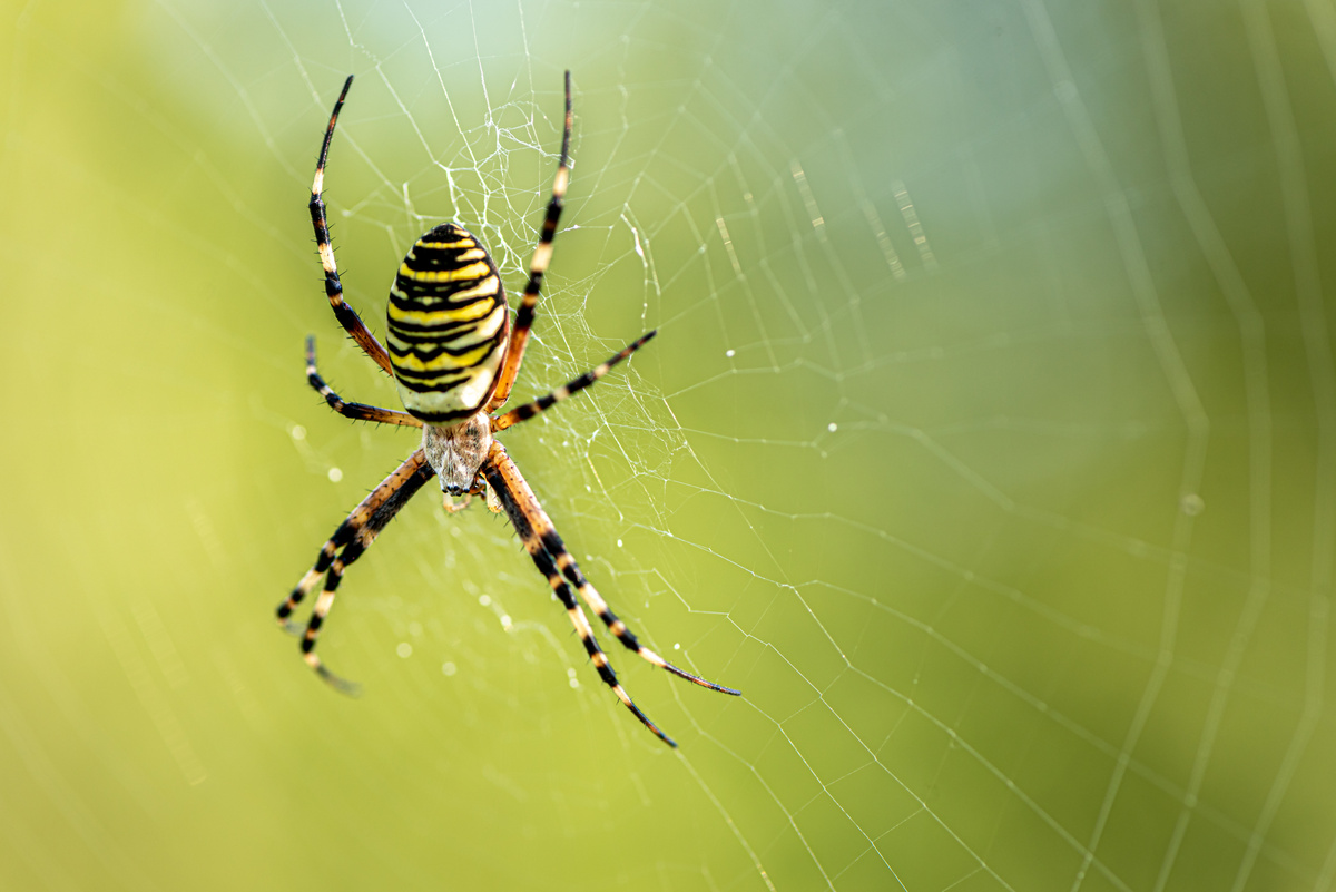 Wateya Xewna Spiderek Reş û Zer