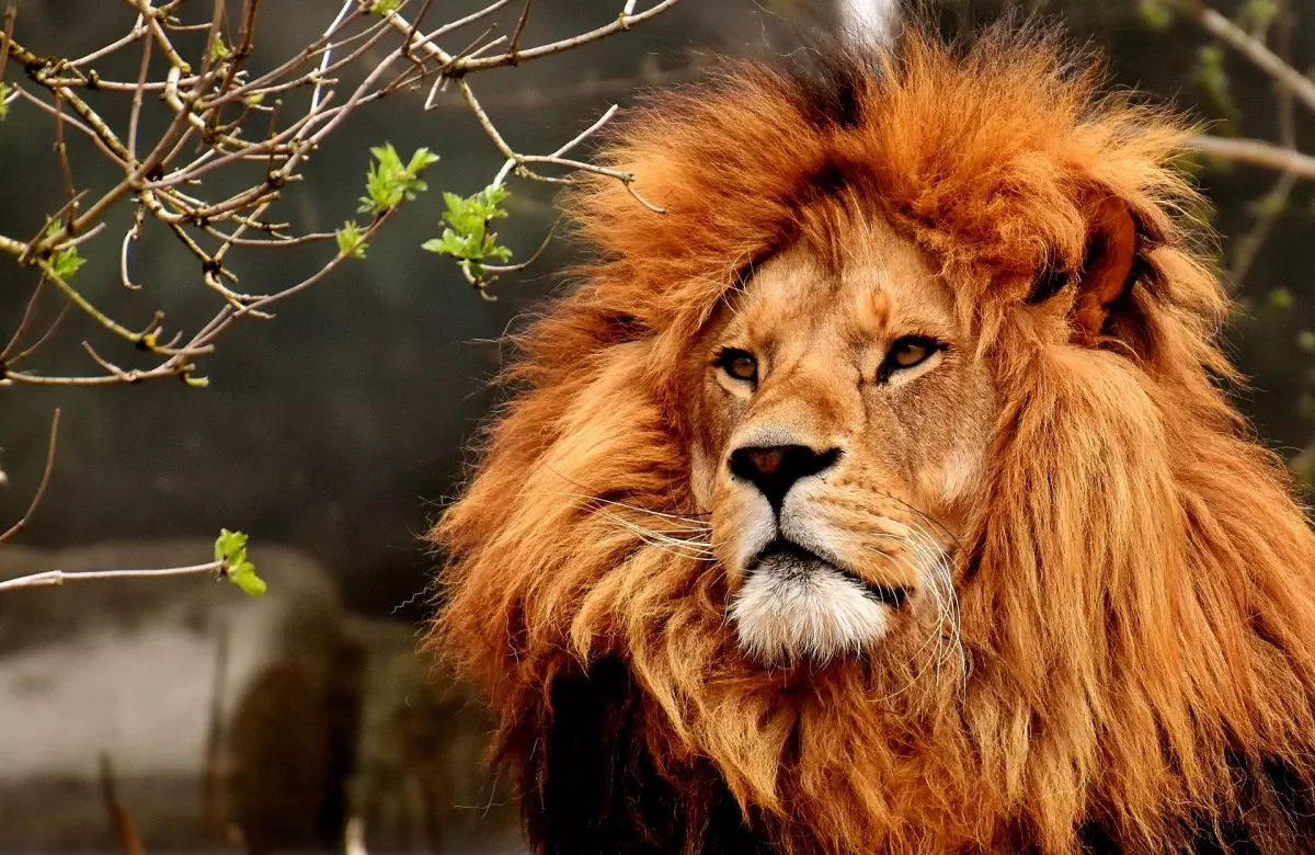 Semnificația visului de a visa pui de leu: ce poate însemna?