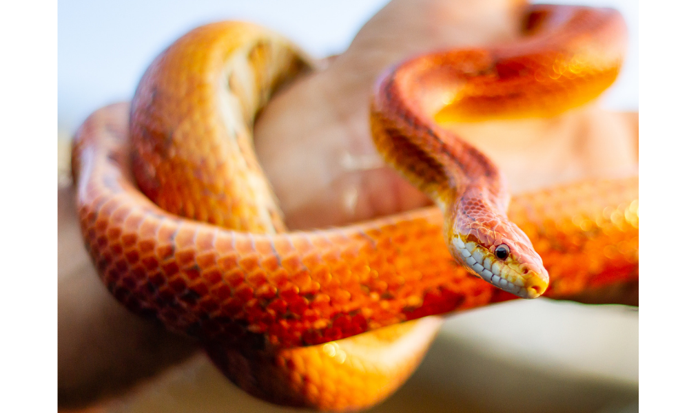 Wat betekent het om te dromen van een oranje slang?
