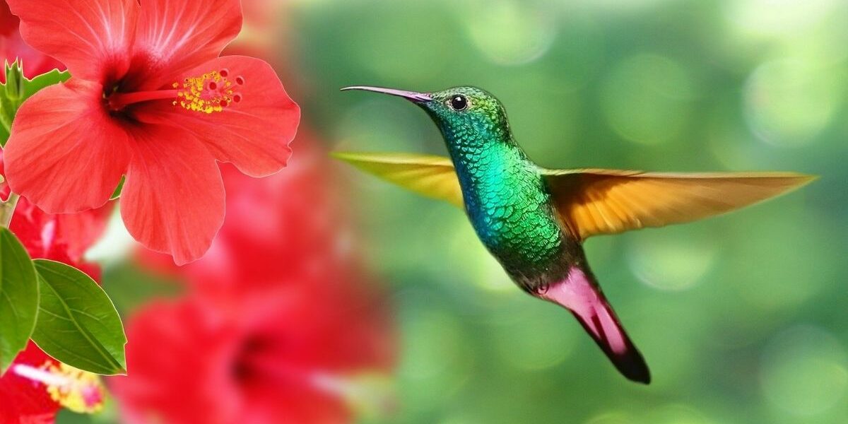 خوابن جي معنيٰ: hummingbird ۽ جانورن جي راند