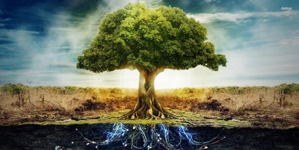 Сънуване на цъфтящо дърво: какво означава това?
