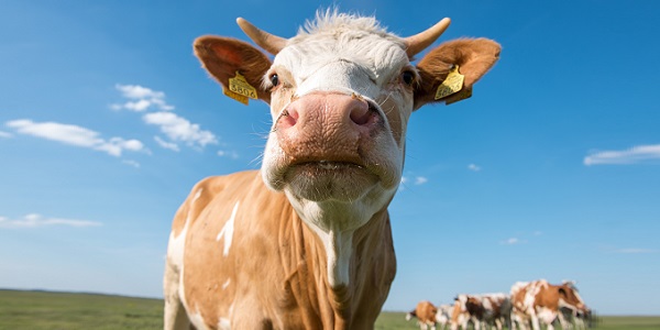 "Soñar con vacas mansas: que pode significar?"