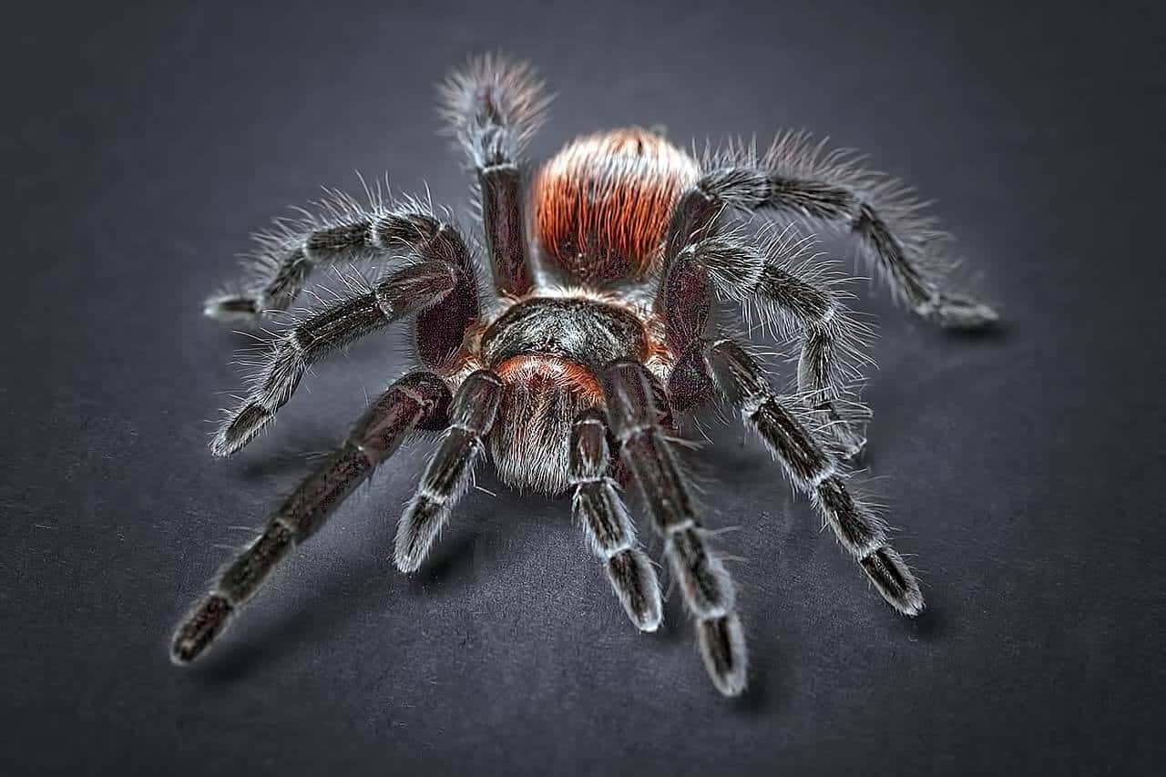 Bermimpi seekor laba-laba melompat ke atasku : Arti, Interpretasi dan Permainan
