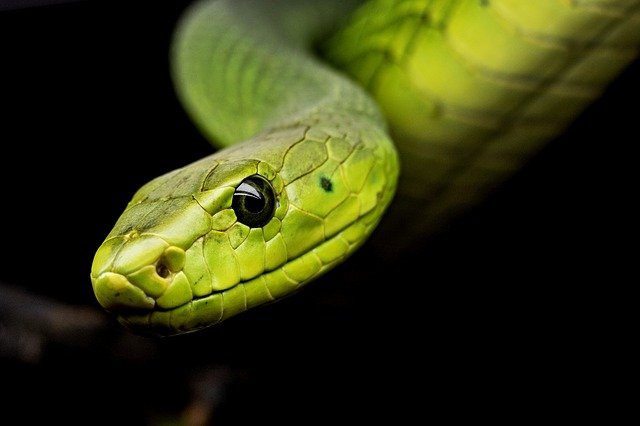¿Pode soñar cunha serpe ser unha suposición para o xogo dos animais?