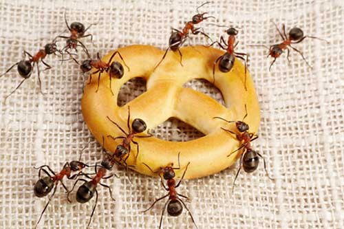 Co znamená snít s mravenci: Výklady + významy!